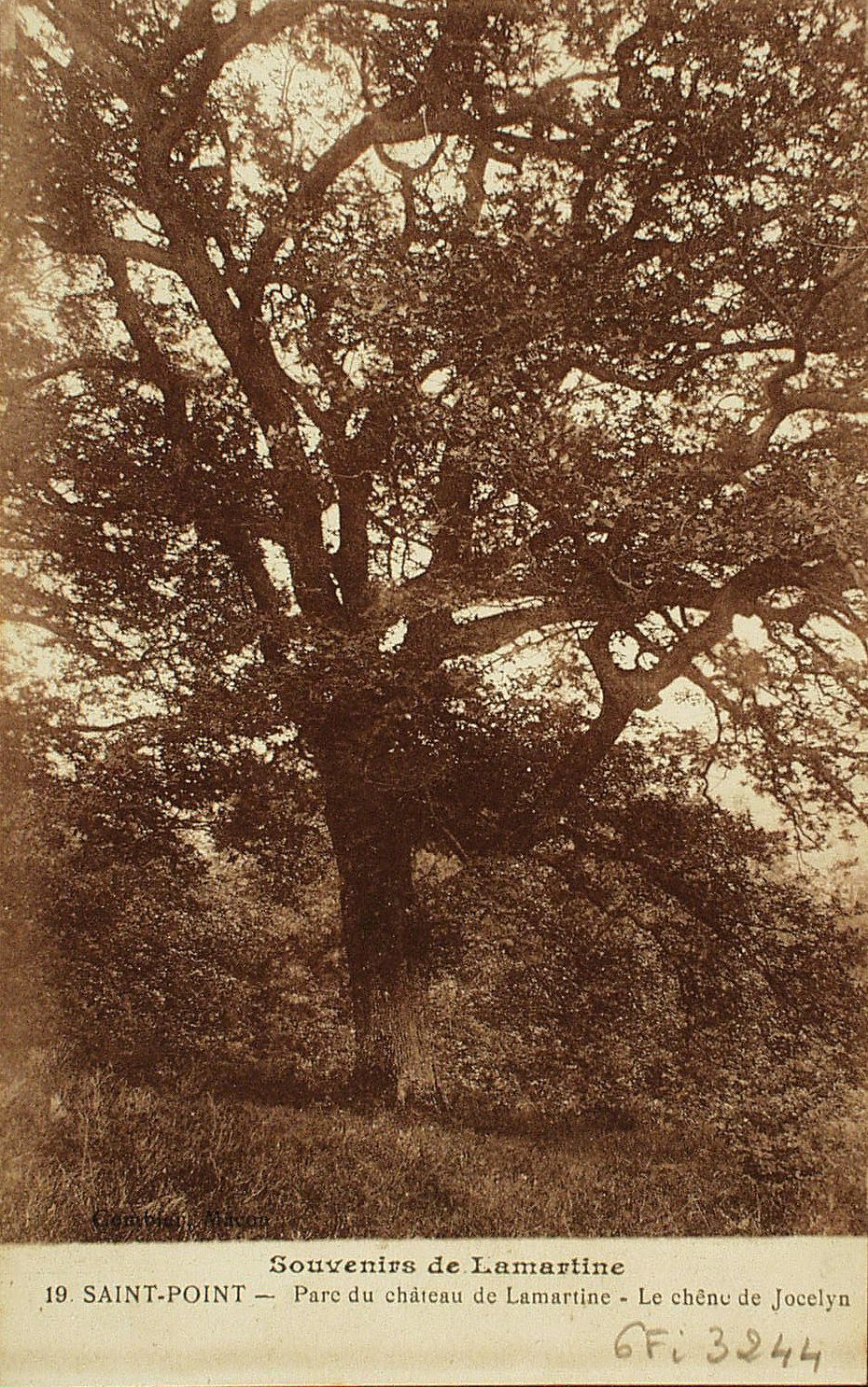 Souvenirs de Lamartine. Saint-Point. Parc du château de Lamartine. Le chêne de Jocelyn.