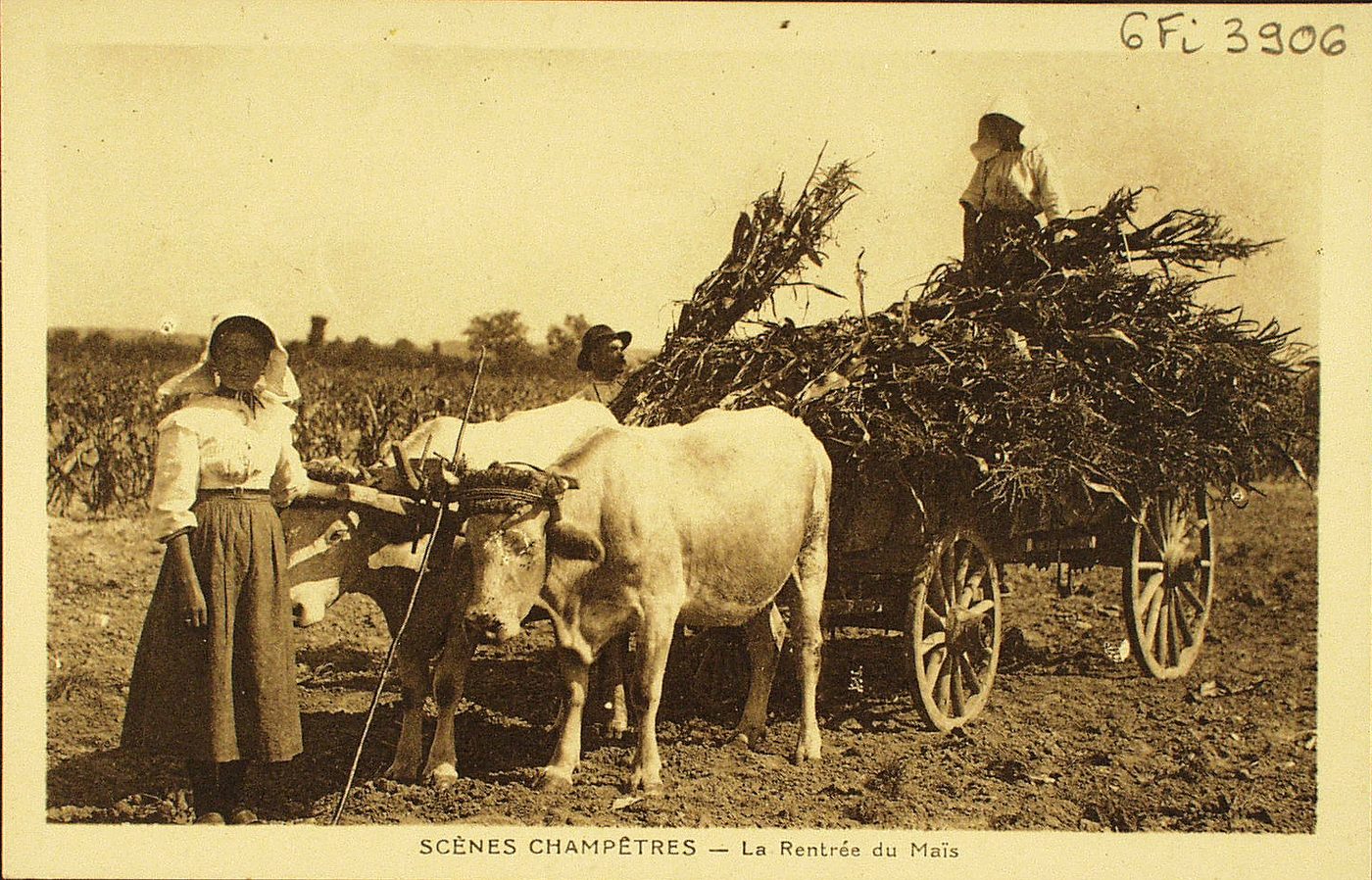 Scènes champêtres. La rentrée du maïs.