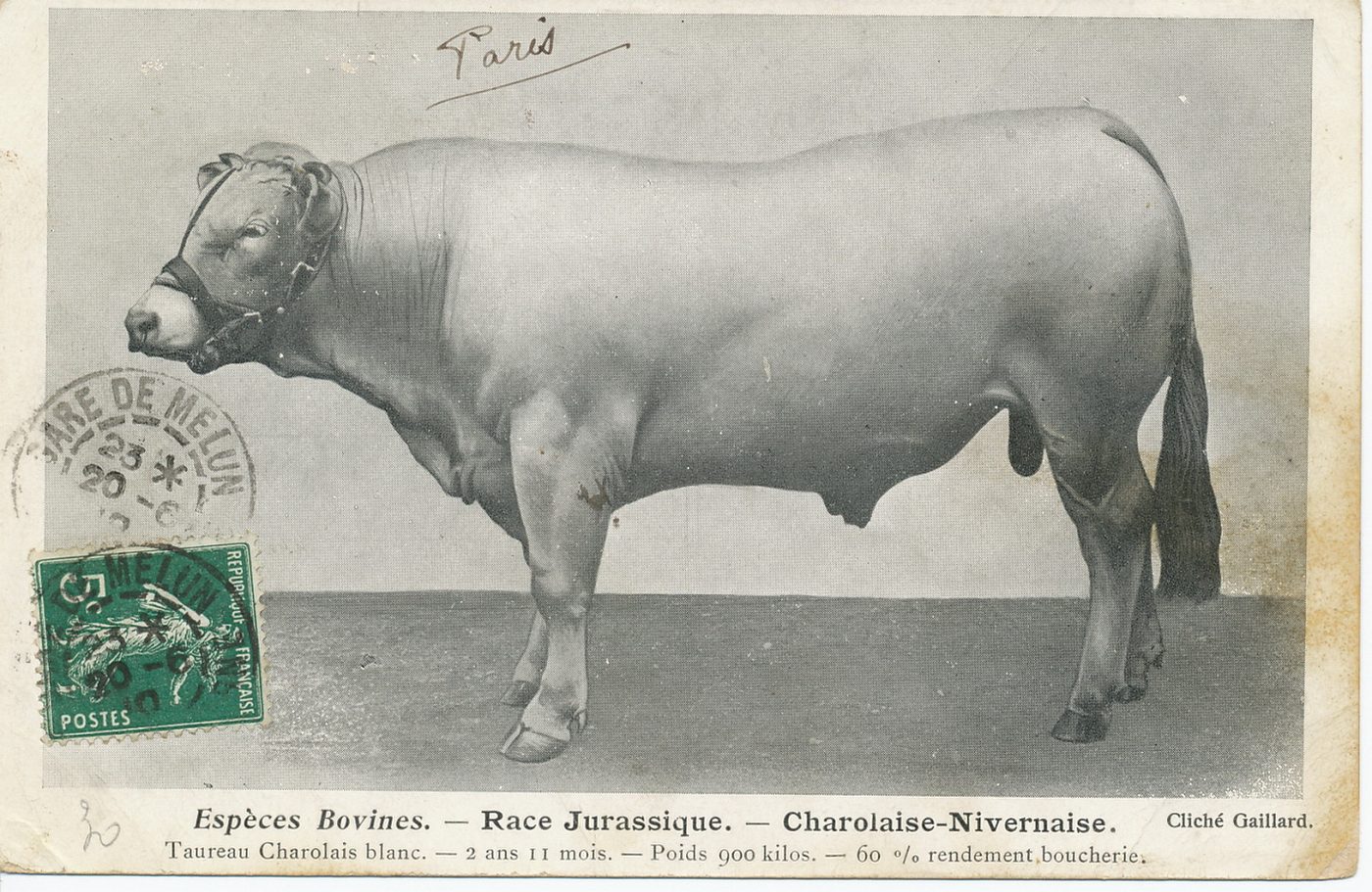 Espèces bovines. Race jurassique. Charolaise-Nivernaise. Taureau charolais blanc. 2 ans 11 mois. Poids 900 kilos. 60% rendement boucherie.