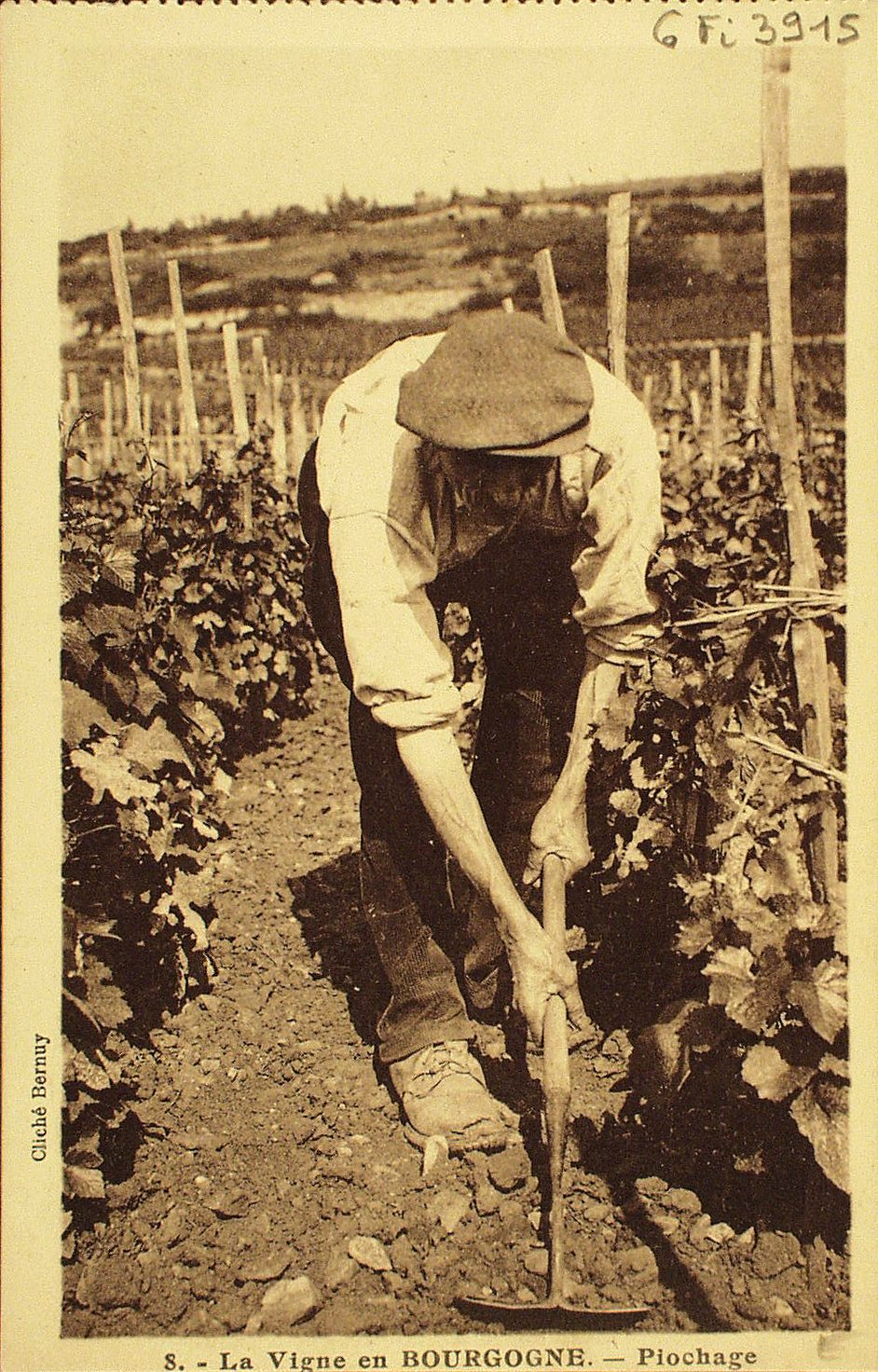 La vigne en Bourgogne. Piochage.