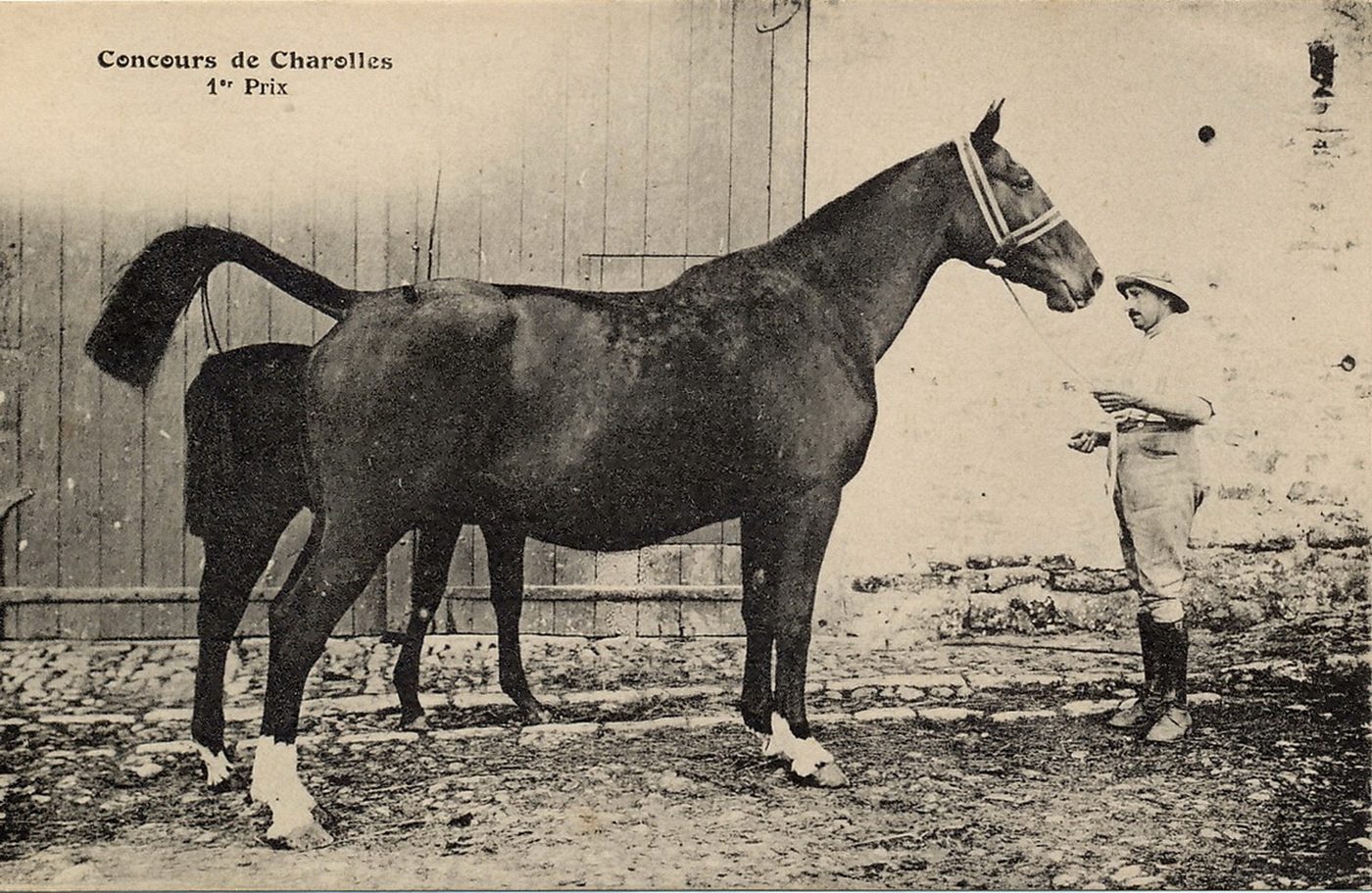 Concours de Charolles, 1er prix.