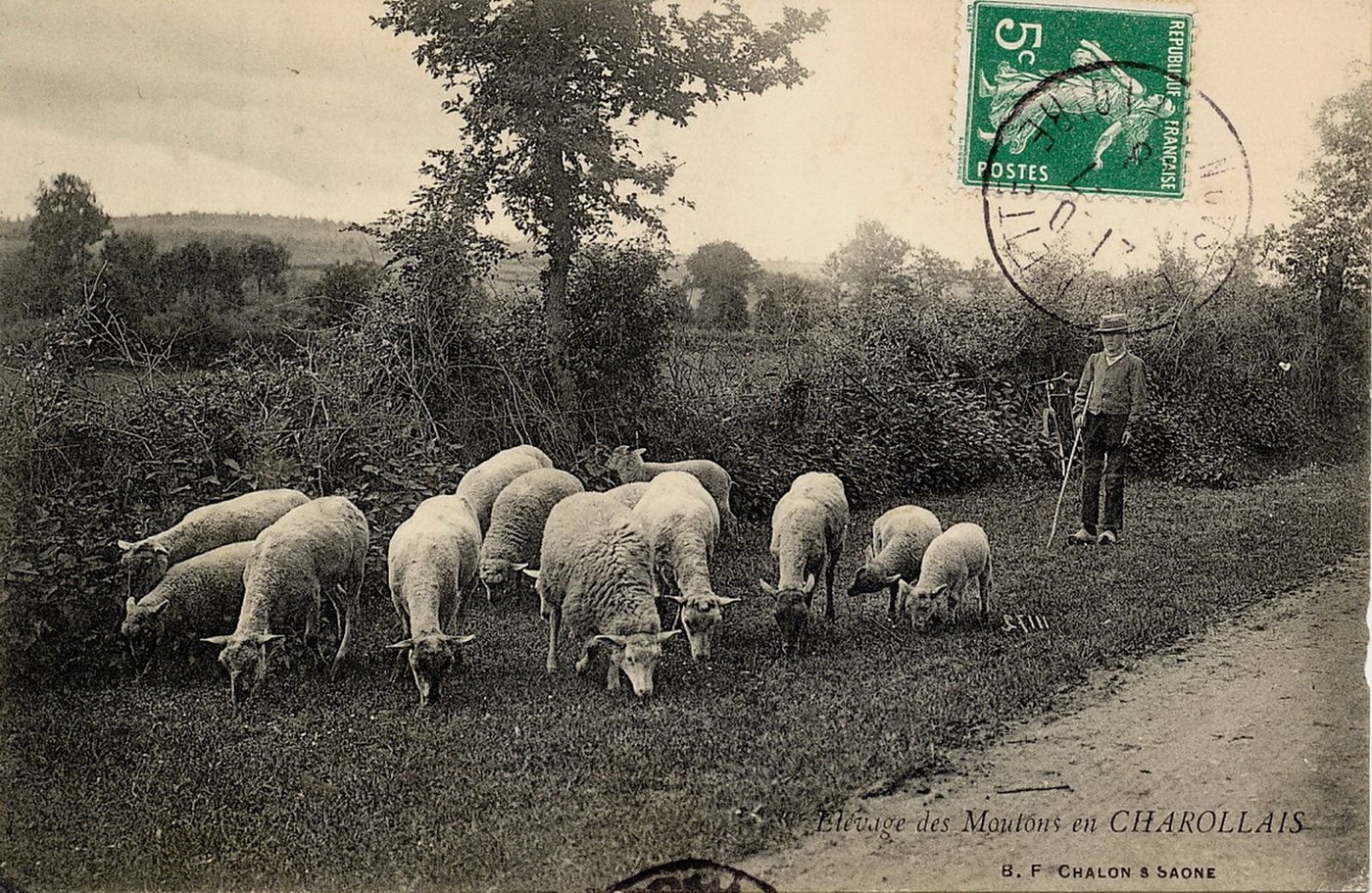 Elevage de moutons en charollais.