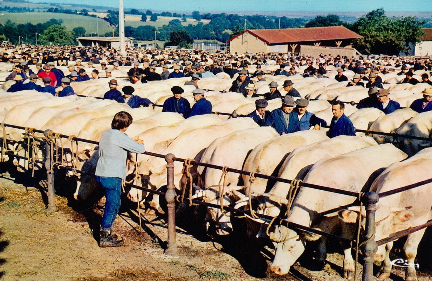 Saint-Christophe-en-Brionnais. La célèbre foire aux bestiaux.